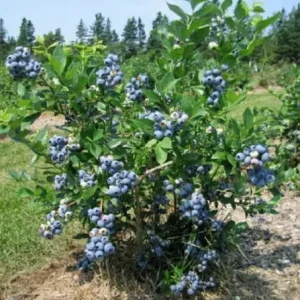 Сорт голубики Норд Кантри