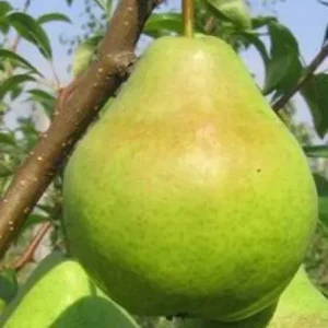 Сорт груши Спакуса