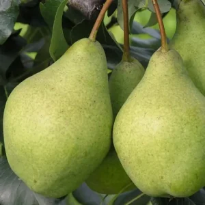 Сорт груши Просто Мария