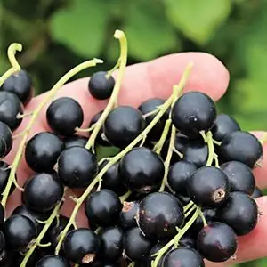 Сорт смородины черной ЗАГАДКА