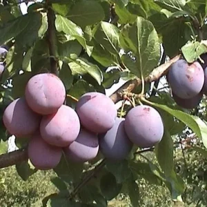 Сорт сливы домашней Венера