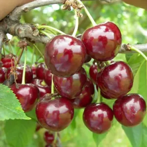 Сорт вишни Несвижская