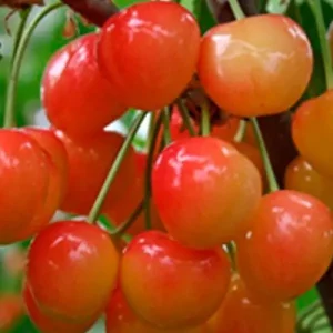 Сорт черешни Медуница