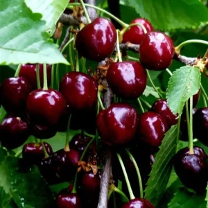 Сорт черешни Сюбаровская