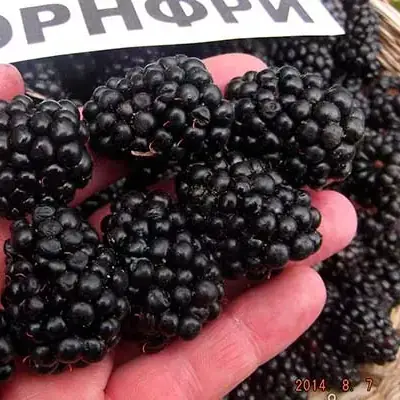 Сорт ежевики Тонфри