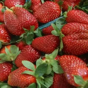 Сорт клубники Фестивальная