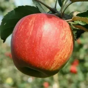 Сорт Джонаголд