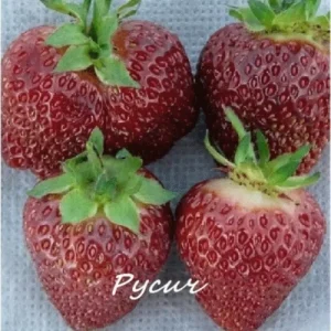 Земляника садовая РУСИЧ