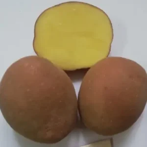 Картофель семенной ФЕНИКС 153198-1