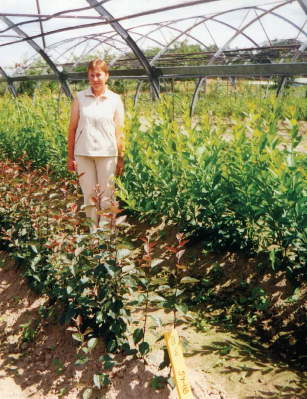 2008г. Маточник клоновых подвоев