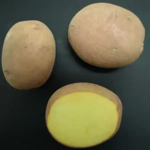 Картофель семенной ВЕКТАР (среднепоздний, столовый)