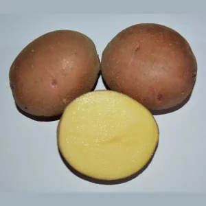 Картофель семенной Першацвет (ранний)