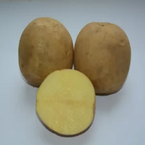 Картофель семенной Юлия (ранний)