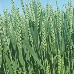 Озимая пшеница сорт «Амелия»