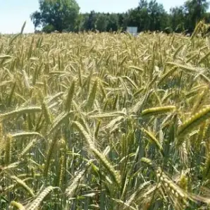 Рожь озимая сорт Голубка