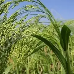 Семена крупяных культур