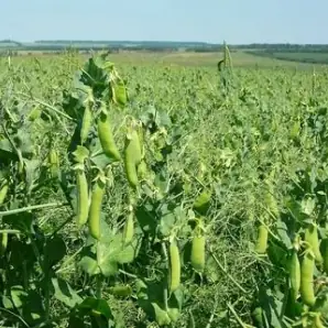 Саженцы зернобобовых культур